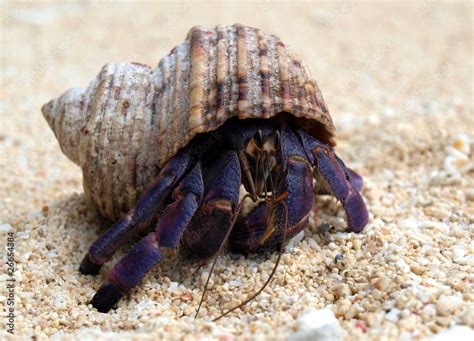 purple hermit crab.